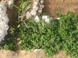 goree verdure